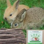 Apple Tree Sticks 500g, Natural Wood Molar Sticks, Pet Chew Toys for Guinea Pig, Chinchilla, Rabbit, Hamster, Bunny, Small Animal Molar Snacks - Image 3