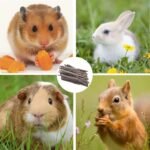 Apple Tree Sticks 500g, Natural Wood Molar Sticks, Pet Chew Toys for Guinea Pig, Chinchilla, Rabbit, Hamster, Bunny, Small Animal Molar Snacks - Image 8