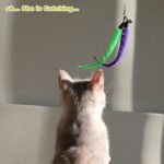 Huidcom Cat Feather Toy Retractable Cat Toys Wand with 2 Wands & 9 Assorted Teaser Refills Interactive Feather Teaser Wand Toy with Bell for Kitten Or Cat Having Fun Exerciser Playing - Image 9