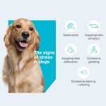 Vetoquinol Zylkene – Veterinary Health Product - Calm and Relaxed Behaviour in Pets During Stressful Events - 75 mg - Small Dogs - 14 Units - Image 6