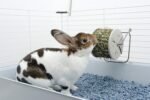 Living World Hay Feeding Station for Pets - Image 4