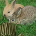 Timothy Hay Sticks, 50PCS Molar Sticks, Natural Timothy Grass Chew Toys, for Rabbit, Hamster, Bunny, Guinea Pig, Chinchilla, Small Animal Molar Snacks - Image 3