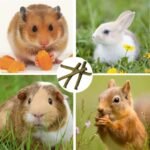 Timothy Hay Sticks, 50PCS Molar Sticks, Natural Timothy Grass Chew Toys, for Rabbit, Hamster, Bunny, Guinea Pig, Chinchilla, Small Animal Molar Snacks - Image 8