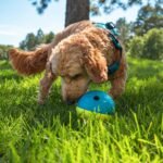 Outward Hound by Nina Ottosson Treat Tumble Interactive Puzzle Ball Dog Toy, Level 1 Beginner, Blue, Small - Image 9
