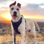 rabbitgoo Dog Harness, No-Pull Pet Harness with 2 Leash Clips, Adjustable Soft Padded Vest, Reflective No-Choke Pet Oxford Vest with Easy Control Handle for Large Dogs, Black, L - Image 10