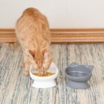 Kitty City Raised Cat Food Bowl Collection/Stress Free Pet Feeder and Waterer and Slow Feed Bowls - Image 5