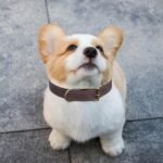 QRDA Brown Leather Dog Collar with Durable Hardware Buckle and D Ring Adjustable Pet Collar for Small Dogs - Image 8