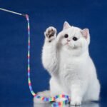 3 Pack Cat Wand Toy, Interactive Cat Rainbow Wand Toys, Interactive Cat Teaser Wand String, Rainbow Cat Teaser Wand String Plush Toy with Bell for Kitten Cat Exerciser Playing - Image 5