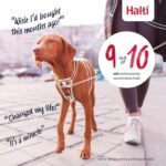 Halti No Pull Harness - Stop Your Dog Pulling on the Leash. Adjustable, Lightweight and Easy to Use. Reflective Dog Training Harness for Medium Dogs (Size M, Black) - Image 6