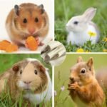 Sweet Bamboo Chew Sticks 1.1lb/500g, Natural Bamboo Molar Sticks Chew Toys, for Rabbit, Hamster, Bunny, Guinea Pig, Chinchilla, Small Animal Molar Snacks - Image 8