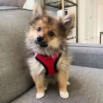 Voyager Step-In Air Dog Harness-All Weather Mesh Step in Vest Harness for Small and Medium Dogs by Best Pet Supplies-Red Base, M - Image 9