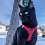 Voyager Step-In Air Dog Harness-All Weather Mesh Step in Vest Harness for Small and Medium Dogs by Best Pet Supplies-Red Base, M - Image 10