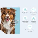 Vetoquinol Zylkene Plus – Veterinary Health Product – Promoting Calm and Relaxed Behaviour in Pets During Stressful Periods (75 mg) - Image 6