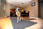 Chuckit! Indoor Ball Dog Toy, Soft Dog Toy (4.75 Inch) - Image 6