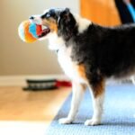 Chuckit! Indoor Ball Dog Toy, Soft Dog Toy (4.75 Inch) - Image 7