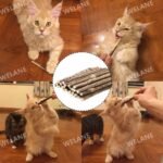 Natural Cat Sticks, 30PCS Silvervine Sticks Cat Teeth Cleaning Toy for Cats of All Ages (4.7 Inch) - Image 7