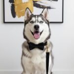 PETDURO Custom Dog Collar Personalized with Name Engraved Gold Metal Buckle for Large Medium Small Boy and Girl Dogs - Dog Leash and Bow Tie Set Available - Soft Comfy Velvet (Black G, M) - Image 4