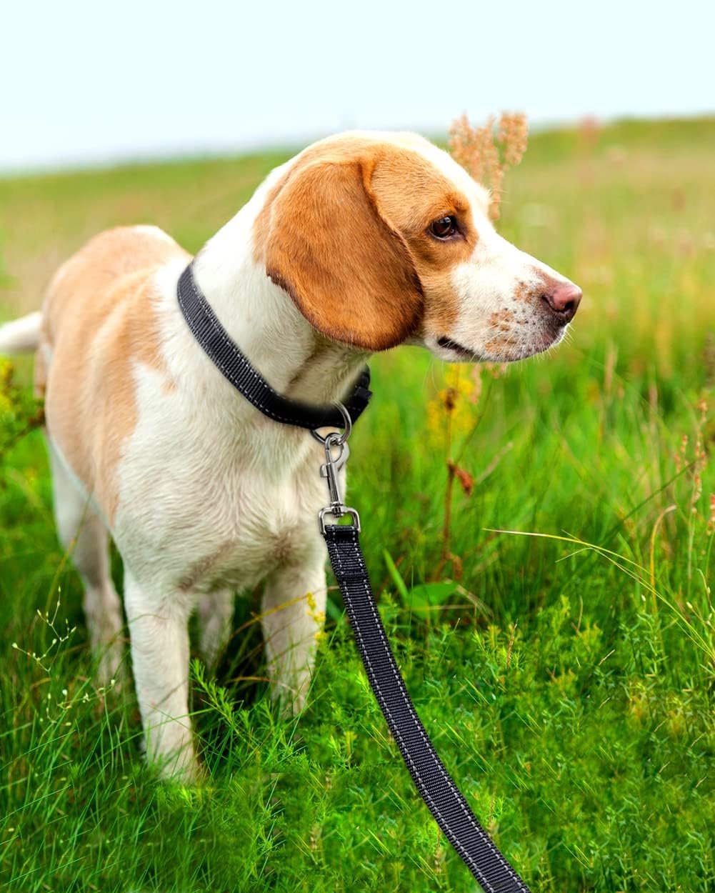 FunTags 6FT Reflective Dog Leash with Soft Padded Handle for Training,Walking Lead for Large & Medium Dog,1 Inch Wide,Black - Image 6