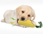 Carllg Dog Chew Toys for Aggressive Chewers, Indestructible Tough Durable Squeaky Interactive Dog Toys, Puppy Teeth Chew Corn Stick Toy for Small Medium Large Breed - Image 5