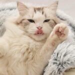 Cat Bed Round Fluffy Hooded Cat Bed Cave, Anti-Anxiety Cave Bed with Hooded Blanket, Cozy Cuddler Luxury Puppy Pet Bed, Anti-Slip Bottom and Machine Washable (Grey, Medium) - Image 6