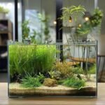 3 Gallon Glass Fish Tank, Easy to Maintain Small Aquarium for Betta/Goldfish/Snails/Shrimp and Aquatic Planting. - Image 5