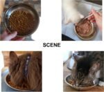 6 PCS Cat Bowls Whisker Friendly, Shallow Wide Flat Cat Food Bowls Stainless Steel,Metal Cat Dishes Whisker Fatigue Relief,Replacement Basic Cat Plates for Elevated Stand,Dishwasher Safe - Image 7