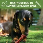 Whimzees Natural Grain Free Long Lasting Dental Dog Treats, Daily Use Packs, Extra Small Brushzees Bag of 28, Vegetable, 7.41oz - Image 7