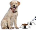 Mlife Stainless Steel Dog Bowl with Rubber Base for Small/Medium/Large Dogs, Pets Feeder Bowl and Water Bowl Perfect Choice (Set of 2) - Image 6