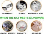 NON-SQUARE 20 Pcs Silvervine Sticks for Cats, Natural Catnip Sticks Matatabi Chew Sticks Cat Chew Toys Kitten Teething Toy for Kitten Teeth - Image 4