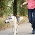 SK Depot® 5ft Extra Strong Heavy Duty Dog Leash Reflective Rope, Durable Metal Clasp Paracord for Large Dogs (Blue, 1 Dog Leash) - Image 7