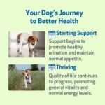 Pet Wellbeing - Kidney Support Gold - Natural Support for Kidney Health - 4oz (118ml) - Image 10