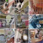 Rabbit Hay Feeder, 3-in-1 Feeding Set with Food Bowl and Hanging Funnel for cage, Hay Rack for Bunny Guinea Pig Chinchilla (Blue) - Image 7