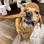 Natural Beef Collagen Sticks for Dogs – Long-Lasting Rawhide-Free Dog Chews – High Protein Treat with Glucosamine & Chondroitin – Canadian Company (12", 10 Count) - Image 9