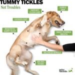 Deley Naturals Probiotics Plus Chews for Dogs - Gut Health Supplement with 5 Billion CFUs, Digestive Enzymes & Probiotics - Pumpkin Flavor Probiotic Chews for Allergies, Diarrhea & Yeast - 90 Chews - Image 4