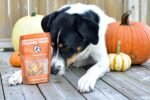 Only One Treats Soft Pumpkin Training Treats (3 X 170g). for Your Family Pets. 100% Gluten Free, Organic, with no preservatives. Dog Training Treats. - Image 4