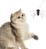 Milisten 2pcs Realistic Replacement Heads Interactive Cat Bugs Teaser for Indoor Kitten Play Long String - Image 6