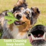 MewaJump Dog Chew Toys, Durable Rubber Dog Toys for Aggressive Chewers, Cactus Tough Toys for Training and Cleaning Teeth, Interactive Dog Toys for Medium/Large Dog - Image 8