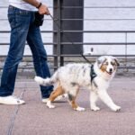 5/6 FT Strong Pet Dog Leash with Soft Padded Handle,Highly Reflective Rope for Night Walking,360-Degree Rotating Metal Buckle Without Tangles,Suitable for Small,Medium and Large Dogs.(5ft) - Image 7