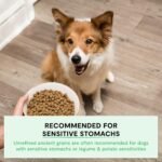 Open Farm, Ancient Grains Dry Dog Food, Protein-Rich & Nutrient Dense, 90% Animal Protein Mixed with Non-GMO Fruits, Veggies and Superfoods, Grass-Fed Beef Recipe, 11lb Bag - Image 5