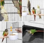 Yaheetech Open Top Rolling Parrot Bird Cage for Cockatiel Sun Parakeet Green Cheek Conure Mid-Sized Parrot Cage with Detachable Stand - Image 5