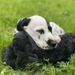 Original Snuggle Puppy Toys - Heartbeat Puppy for Dogs - Dog Plush for Anxiety Relief, Calming Aid, and Comfort Toy for Behavioral Training in Black - Image 3