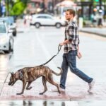 Heavy Duty Dog Leash with Strong Lead for Medium to Large Dogs, Shock Absorbing with Bungee Design, Two Padded Handle & Car Seat Belt Buckle, Light Reflective Rope (Black) - Image 10