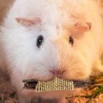 Rabbit Toys, 3 Types Hamster Chew Toys for Teeth Grinding, Improve Dental Health, Best Bunny Toys for Rabbits, Guinea Pigs, Chinchillas, Hamsters - Image 4