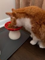 2 Pack Raised Cat Bowl 6 Inch Wide Ceramic Elevated Cat Food Bowl for Food and Water, Whisker Friendly Tilted Cat Dish for Flat Faced Kitten, Cat Feeding Bowl, Shallow Cat Dish (Red&Yellow) - Image 8