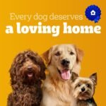 PEDIGREE Breathbuster Small Breed Adult Dog Treats - Crunchy Biscuits - with Eucalyptus Oil and Parsley, 500g Pouch - Image 9