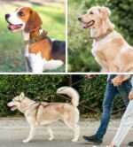 Tactical Dog Collar for Large, Medium Dog, Military Dog Collar Heavy Duty with Canada Flag and 2 Patch, (L （18"-21.5"）, Brown) - Image 6