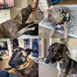 Tactical Dog Collar for Large, Medium Dog, Military Dog Collar Heavy Duty with Canada Flag and 2 Patch, (L （18"-21.5"）, Brown) - Image 8