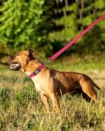 FunTags 6FT Reflective Dog Leash with Soft Padded Handle for Training,Walking Lead for Large & Medium Dog,1 Inch Wide,HOTPINK - Image 6