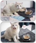 AYADA Raised Cat Food Bowl, Stainless Steel Cat Dish for Food Water Anti Vomiting Elevated with Stand Ergonomic Lifted Slanted Tilted 15 Angle Metal Single Kitty Kitten Wet Food Bowl Pet Bowl - Image 8