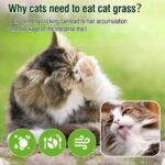 100g Cat Grass Treats, Cat Grass Teething Stick for Hairball Remove and Teeth Cleaning, Edible Cats Grasses Stick Snack - Image 7